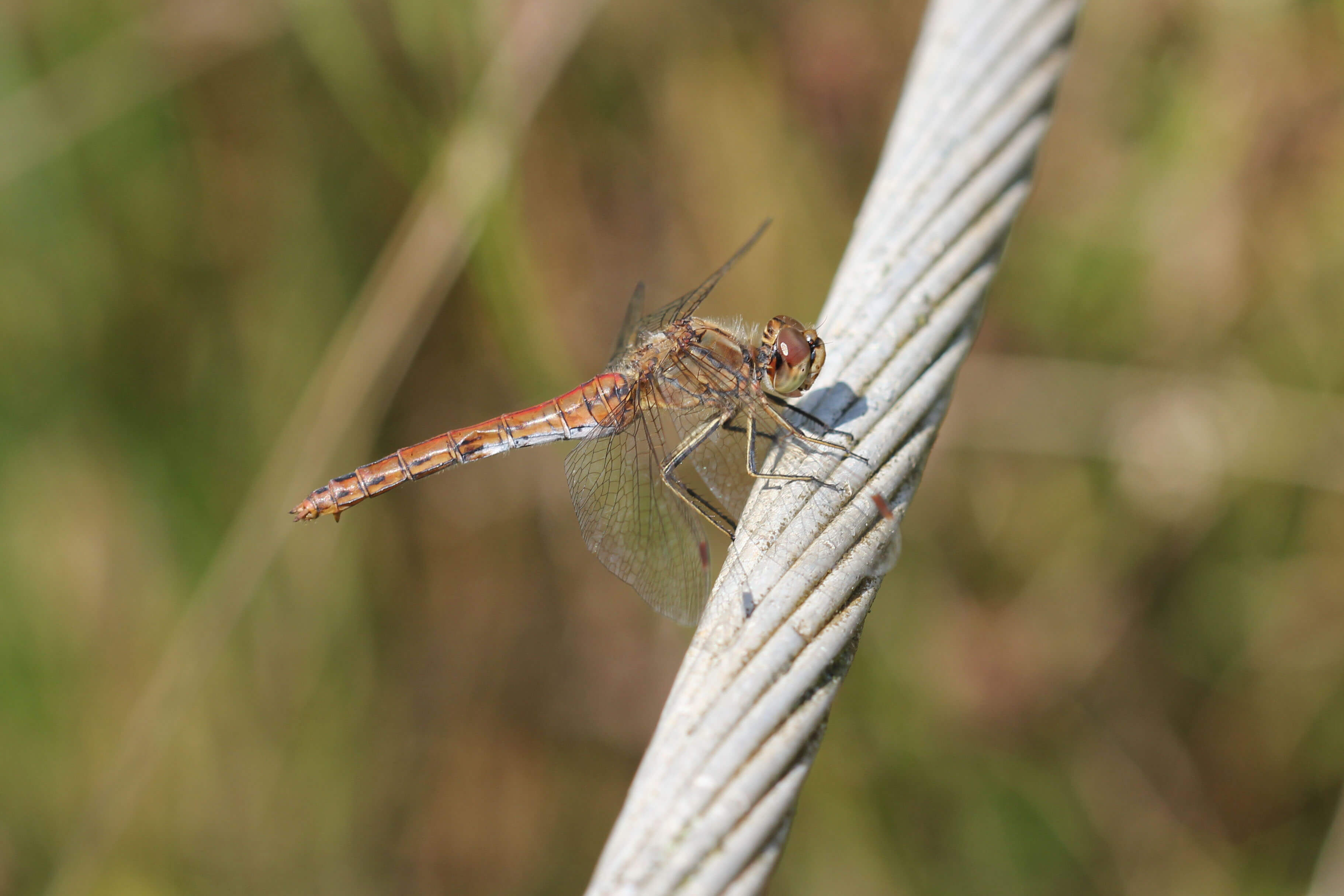 Mature Female Vagrant Darter by Rainer Wendt